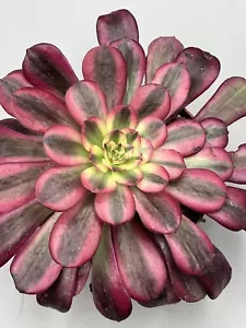 Aeonium Medusa Raro Corea Importazione, Colori Vivi Viola Vaso 12 - Imagen 1 de 2