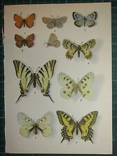VINTAGE NATURAL HISTORY PRINT ~ BUTTERFLY SWALLOWTAIL BLACK APOLLO ADONIS BLUE