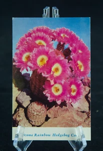 Postkarte AZ Arizona Regenbogen Igel Kaktus - Bild 1 von 2