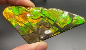 7.5 cm Fossil Ammolite with various colors - ammonite, Alberta, Canada . - Picture 1 of 7