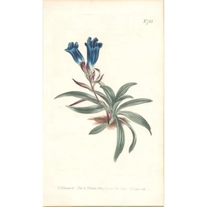 RARE! Original Antique 1803 CURTIS BOTANICAL Hand-Colored print #723 Gentian - Picture 1 of 2