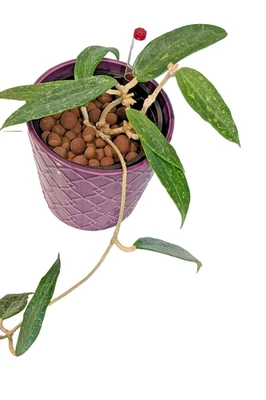 Hoya Lori Province sp. SR 2007-13 - Image 1 of 4