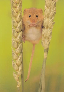 (93762) Postcard Field Mouse unposted - Picture 1 of 2