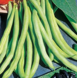 40 Graines d'Haricot Nain Mangetout Victoire - Imagen 1 de 1