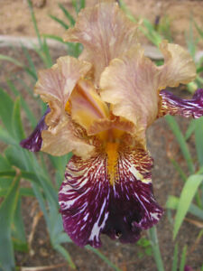 "GRAPE SNAKEZ " -TALL BEARDED IRIS - BROKEN FLOWER PATTERNS-SLIGHT FRAGRANCE