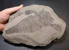7.5 inch Silurian eurypterid from bertie fm, new york - eurypterus remipes