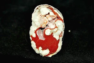AGATES DE FRÉJUS ( VAR ) LITHOPHYSES DE L'ESTEREL - Imagen 1 de 5