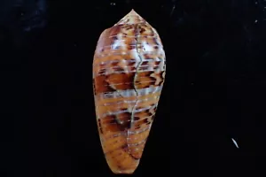 Muscheln -conus dusaveli haben eine Wachstumslinie aber schöne Farbe 74-m.m. f+/f++ - Bild 1 von 5