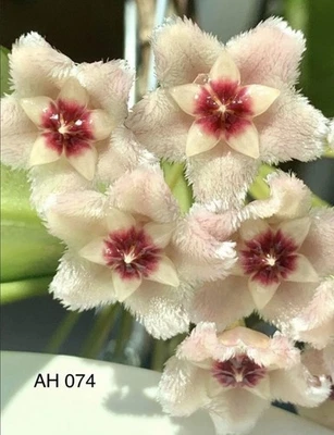 E1876 Rare Hoya AH 074 Silver Moon Rooted Cutting 💕 - Image 1 of 2