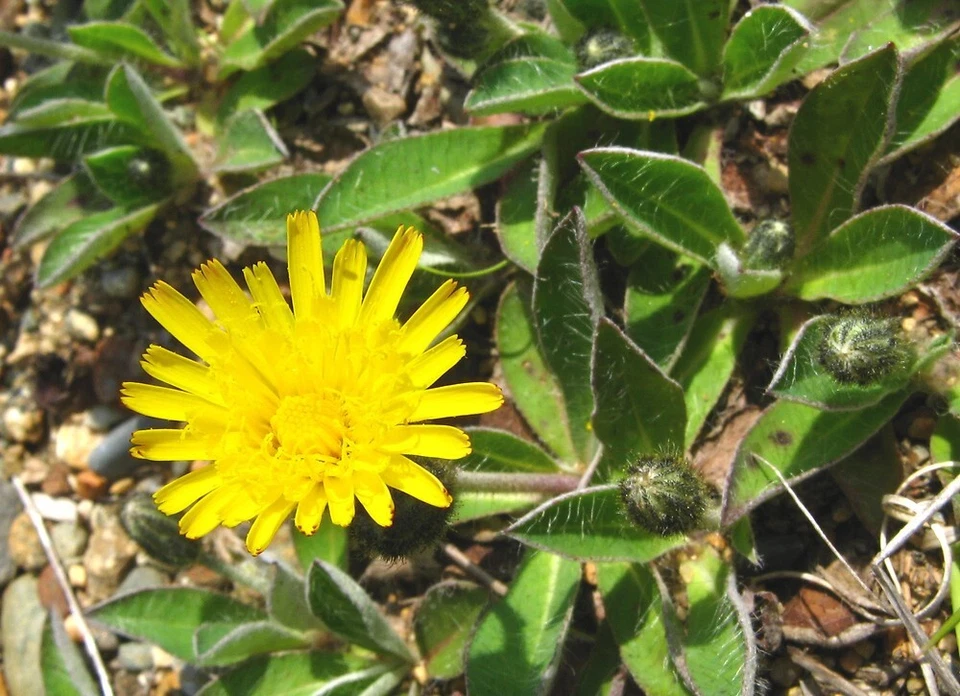 MOUSE-EAR HAWKWEED - Hieracium pilosella 20+ Seeds perennial plant E 362 - Image 1 of 1