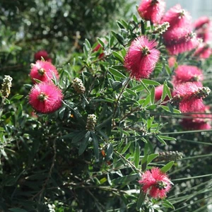 Hot Pink Bottlebrush, 300 seeds Callistemon citrinus pink upright tree variety - Picture 1 of 14