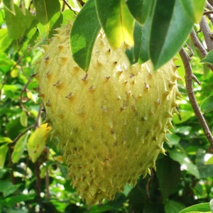 Guanábana híbrida BeauFlora (gigante, plántula) 1 planta de raíz desnuda - Imagen 1 de 3