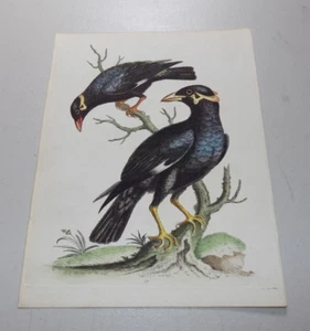 Antiker Vogeldruck Mitte 1700er Jahre / MINO VOGEL - Bild 1 von 1