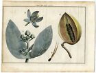 Antique Botany Print-CALOTROPIS GIGANTEA-Houttuyn-1774