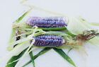 Kukurydza "Diminutive Blue" Nasiona organiczne 3 gramy Farmer's Dream Doohov