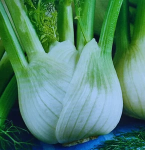 130 Samen, Fenchel-Italienischer Fenchel Fino, kompakte und schneeweiße Knospen - Bild 1 von 7