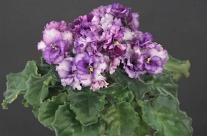 LE-Kaleydoskop Blatt/ leaf African Violet Usambaraveilchen - Bild 1 von 1