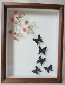 REAL TROPICAL BUTTERFLIES FRAMED IN QUALITY WOODEN DISPLAY CASE BEAUTIFUL