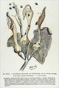 BOTANIQUE, HERBIER - L'ARISTOLOCHE pollinisée par des MOUCHES - GRAVURE du 19e s - Picture 1 of 3