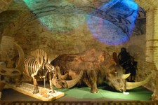 Rare skeleton of Woolly Rhino  Museum Grade
