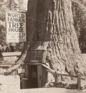 World Famous Tree House California RPPC Postcard Redwood Hwy Fraternal 1944 - Picture 1 of 3