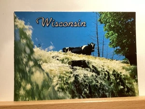 Holstein Cow Peering over Rock Falls, WI - Vintage Postcard - Picture 1 of 3