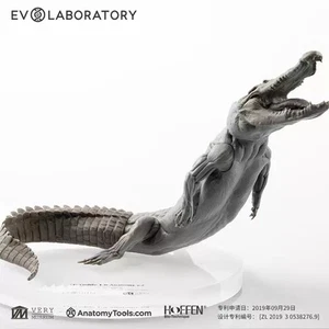 Evolaboratory 1/8 Digital Version Crocodile Anatomy Tool Teaching Model New - Picture 1 of 12