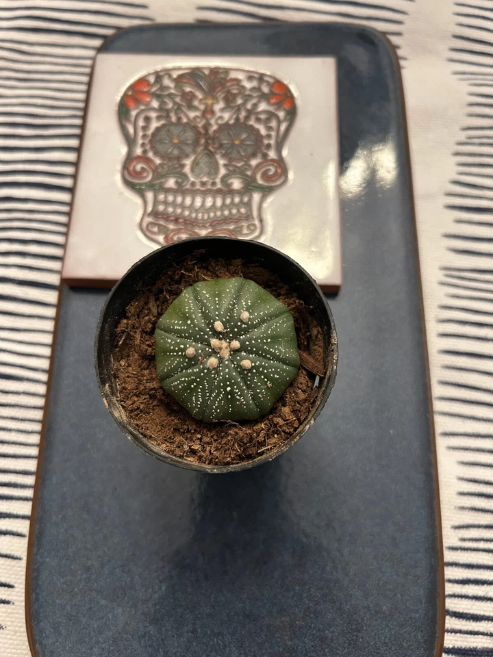  Astrophytum Asterias 2 pulgadas en maceta arena dólar cactus Foto 1 de 3
