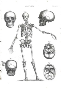 VII  Tavole di Anatomia  - Enciclopedia Pomba 1849 Incisioni su rame  - Imagen 1 de 7