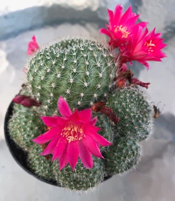 Rebutia Miniscula, Comes in a 2.5" Pot - Image 1 of 3