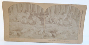 Red Fox and Their Young at Play James Hurst Stereoscope Stereoview Card Photo