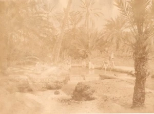 Nefta Oase Wasser Tunesien altes Garrigues Foto 1880 - Bild 1 von 4
