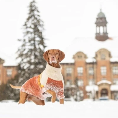 Hundepullover Pulli großer Hund GF Pet Fireside Sweater RL 61 cm 2XL chili NEU - Bild 1 von 4