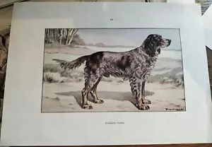 EPAGNEUL PICARD Reproduktion '60 F. CASTELLAN Chromolithographie - Bild 1 von 1