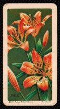 1961 Red Rose Tea Card Wild Flowers of North America #4