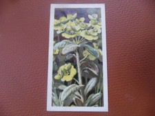 G.B. Brooke Bond original 1964 tea card, "Wild Flowers 3" No.5 'Wood Spurge'.