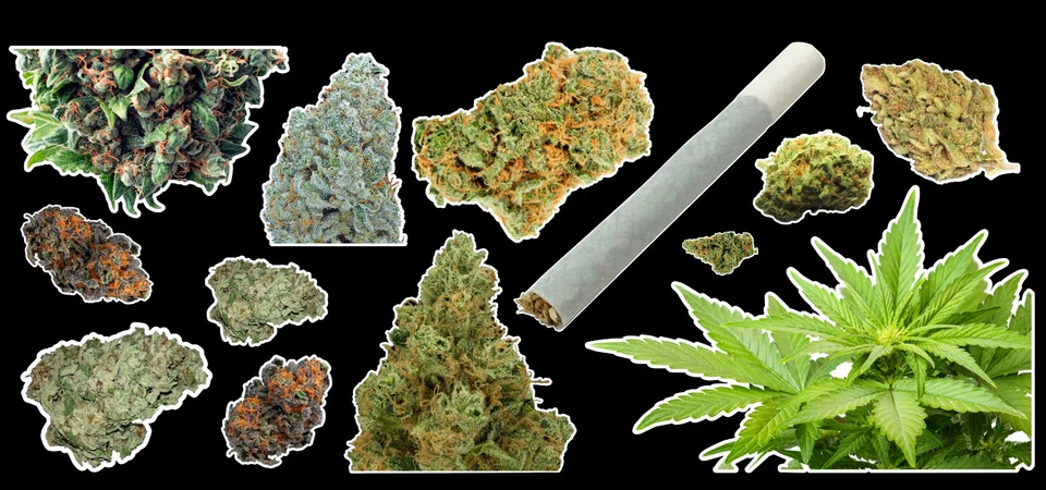 Weed Marijuana Cannabis Vinyl Sticker Bud Pack #1 - Image 1 of 1