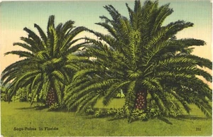 Florida Sagopalmen verwendet in der Herstellung von Tapiokabaum Vintage Postkarte - Bild 1 von 2