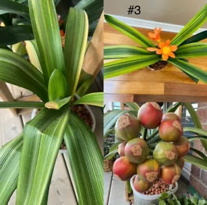 Clivia Seeds - Picture 1 of 1