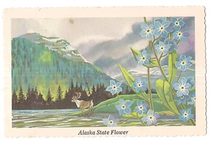 FORGET-ME-NOT Alaska State Flower BUCK AK Postcard PAINTING By KEN HAAG 1968 - Picture 1 of 2