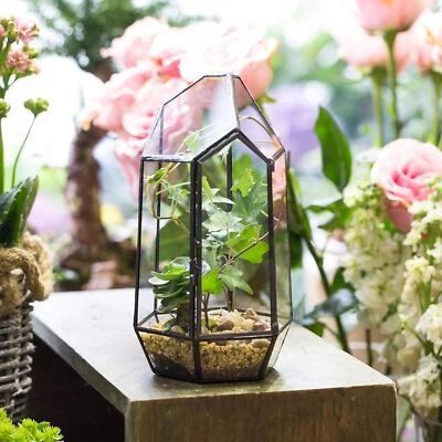 Geometric Glass Terrarium Planter for Succulent Miniature Garden Tabletop Decor - image 1 of 4