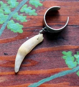 Real single American opossum tooth on silver-plated brass ear cuff - Picture 1 of 1