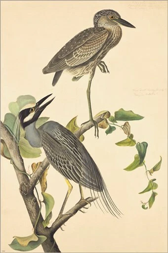 Póster artístico ilustración vintage de garza nocturna coronada amarilla por John James Audubon Foto 1 de 1