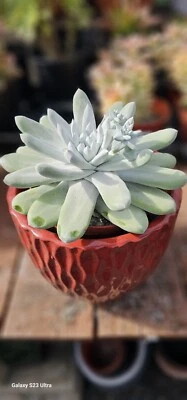 Dudleya pachyphytum x nubigena Rare Succulent Live Plant Live Succulent Cactus - Image 1 of 4