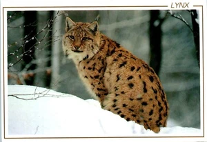 Lynx in Our Snowy Forest Postcard Posted Belgium 1995 - Picture 1 of 2