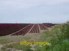 Photo 6x4 Field of Red Lettuce Balcunnin  c2006