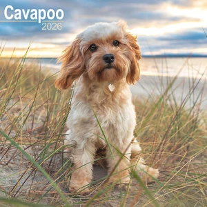 Cavapoo 2026 Calendar | Dog Breed Gift Wall 15% OFF MULTI ORDERS - Picture 1 of 8
