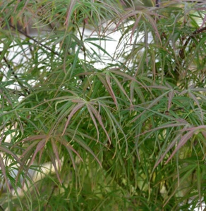 Japanischer Schlitzahorn scolopendrifolium Atropurpureum 100-125cm - Acer - Bild 1 von 1