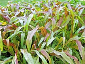 30 JESTER ORNAMENTAL MILLET SEEEDS - Pennisetum glaucum " jester " - Picture 1 of 4