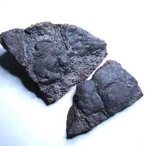 2 pezzi 710 g Lobolith Mahoumacrinus sp. Scifocriniti eleganti fossile crinoide - Foto 1 di 14